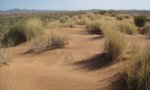 sandy dunes from edit
