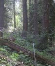 gfm_forest
