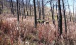 invaded_coolwoodland