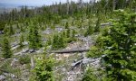 recent post fire coolwoodland
