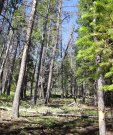 lodgepole