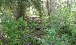 subbirrigated_pien