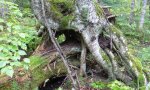 YellowBirch