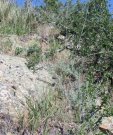 Shallow Foothills lru B