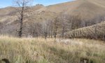 Ref post fire 2