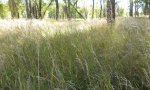 tame_cottonwood