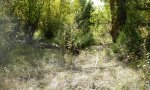 ELTR7_cottonwood