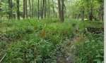 bottomland2