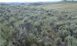 Reference Shrubs