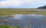 HumboldtBayMarsh