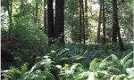 Redwood_AlluvialSoils