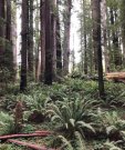 RedwoodOnSlopesUPRIGHT