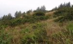 CoastalScrub_Patches
