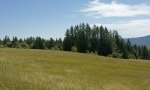 BaldHillsPrairie_Loamy Upland