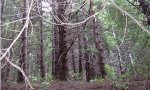 DougFir_Tanoak