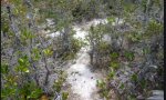 PygmyForest