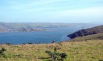 Tomales_Bay_as_viewed_from_Tomales_Point_Trail_4