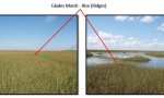 Glades Marsh