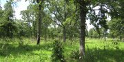 Springfield Plain