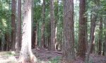 12PHR076_sitec