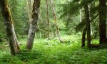 F945_Frogheaven_12PHR081