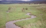riparian meadow 44b