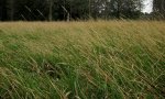 reedcanary2