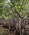 Mangrove swamp red