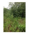 89MuckySwamps_CP1.2_07-20-2018