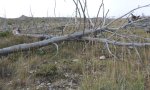 Grasses_shrubs_UF