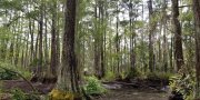 Florida Everglades and Associated Areas