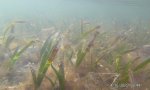 seagrass2 Turtlegrass