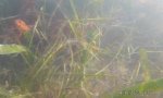 seagrass3 intermixed stand
