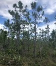 Pine Rockland