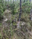 Pine Rockland Understory