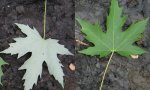 silvermaple