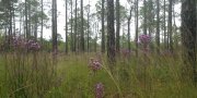 Atlantic Coast Flatwoods