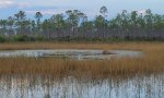 Depression Marsh Felda - Wet