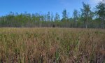 Basin Marsh Felda Wet