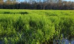 Fisheating Creek Floridana