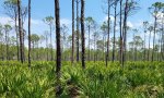mesic flatwoods3