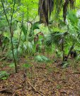 Washington Oaks State Park Cocoa 3