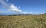 Bigelow's Sedge Meadow